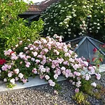 Gæstehus Zur Rose 3*