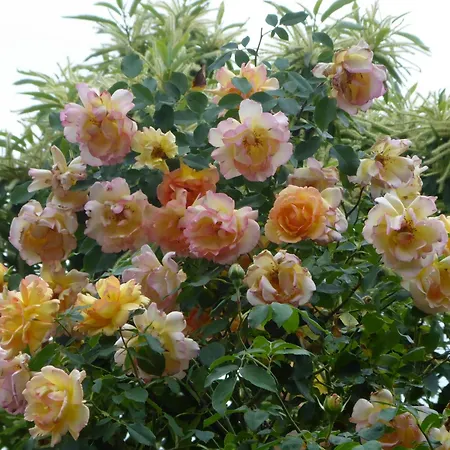 Zur Rose Weil am Rhein