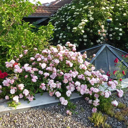 Vendégház Zur Rose 3*