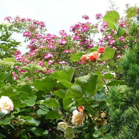 Zur Rose Guest house 2*