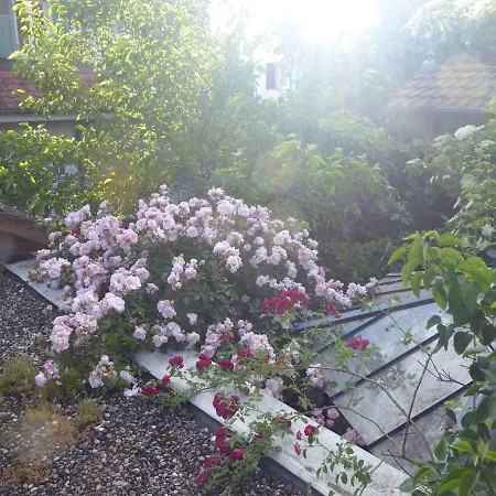 Zur Rose ヴァイル・アム・ライン